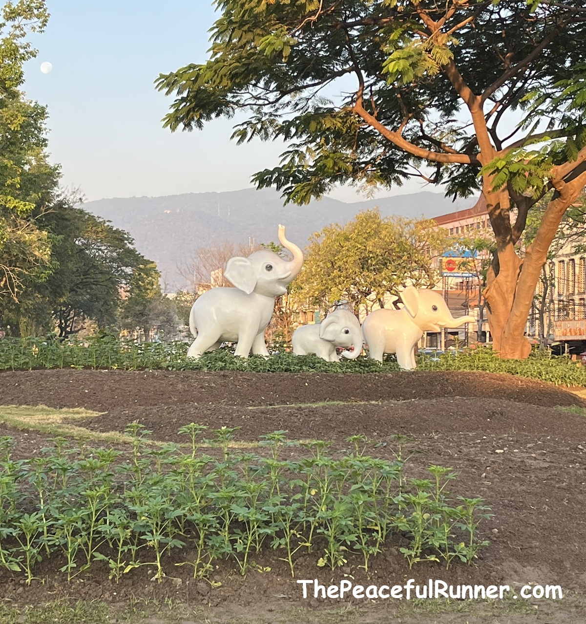 Old City moat loop Chiang Mai playful elephant statues
