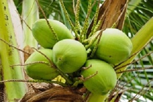 Coconut water for hydration