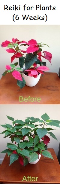 Reiki Energy for Plants